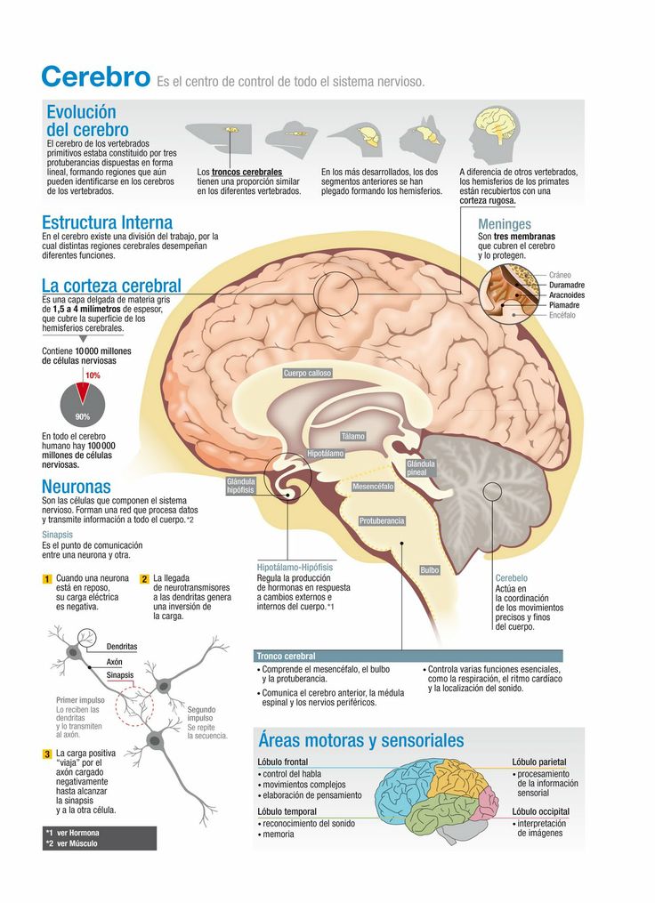 cómo funciona el cerebro humano infografías y remedios
