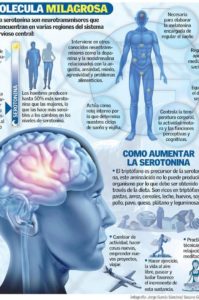 que es la serotonina y como funciona