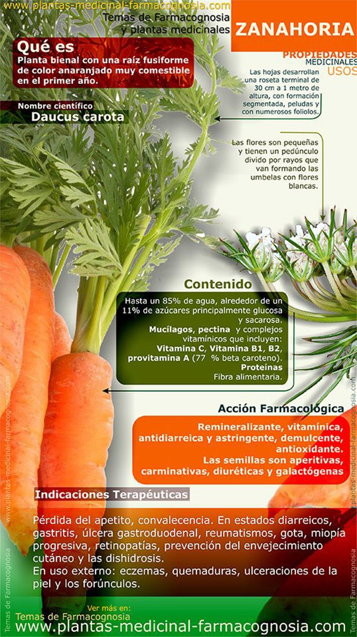 Zanahoria Propiedades Beneficios Y Para Qu Sirve